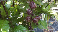Purple Reaper - Pepper Seeds - White Hot Peppers